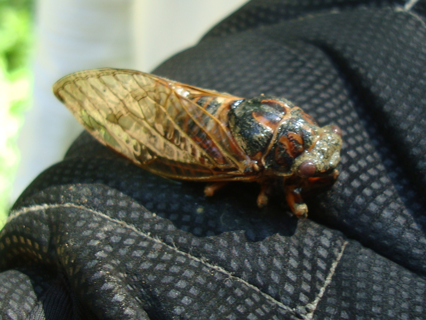 Tibicina haematodes - óriás-énekeskabóca