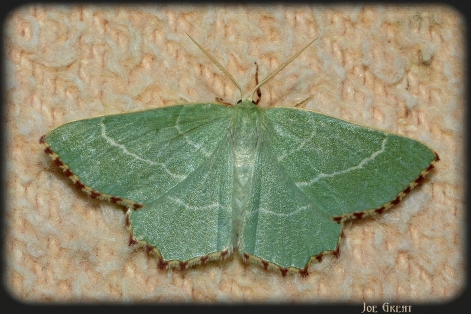 Thalera fimbrialis - csipkésszélű zöldaraszoló