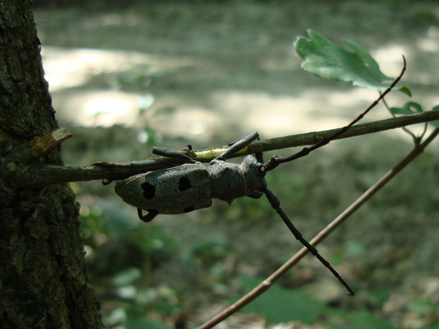Morimus asper funereus - gyászcincér