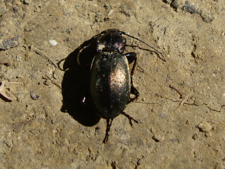 Carabus nemoralis - ligeti futrinka