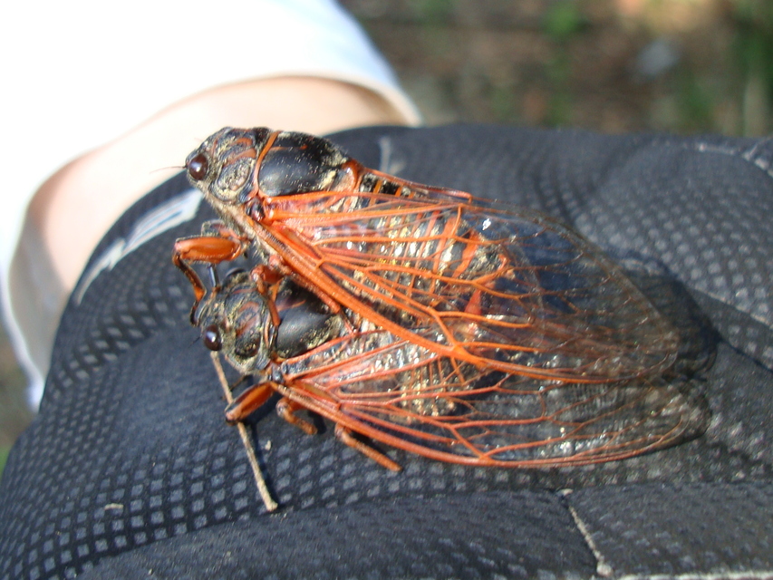 Tibicina haematodes - óriás-énekeskabóca