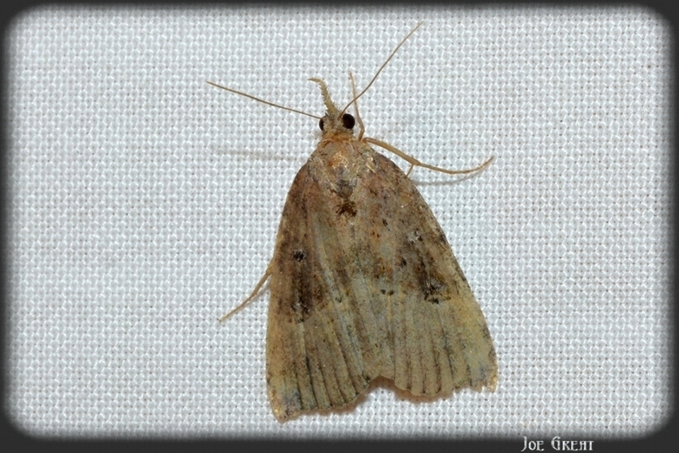 Hypena rostralis - közönséges karcsúbagoly