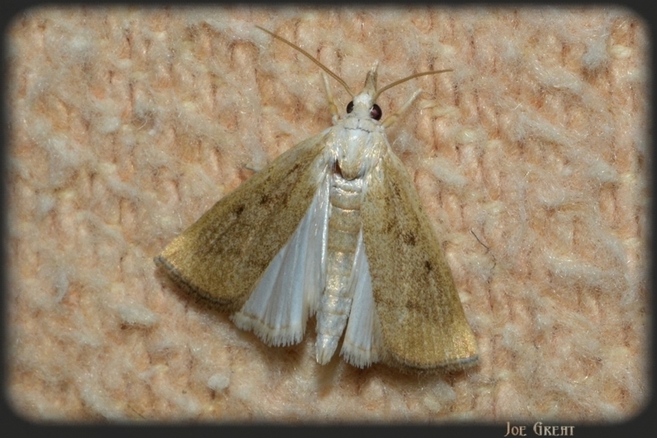 Calamotropha paludella - barna nádlevélmoly