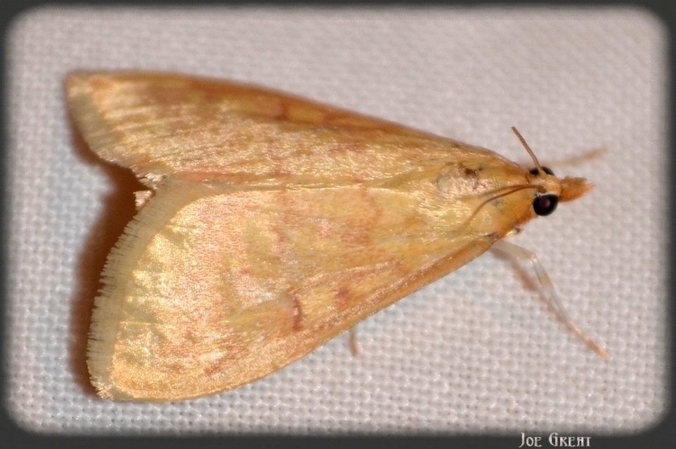 Ostrinia nubilalis - kukoricamoly