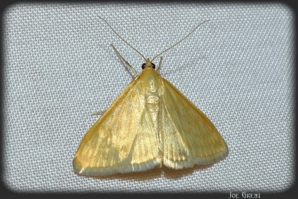 Sitochroa verticalis - világossárga dudvamoly
