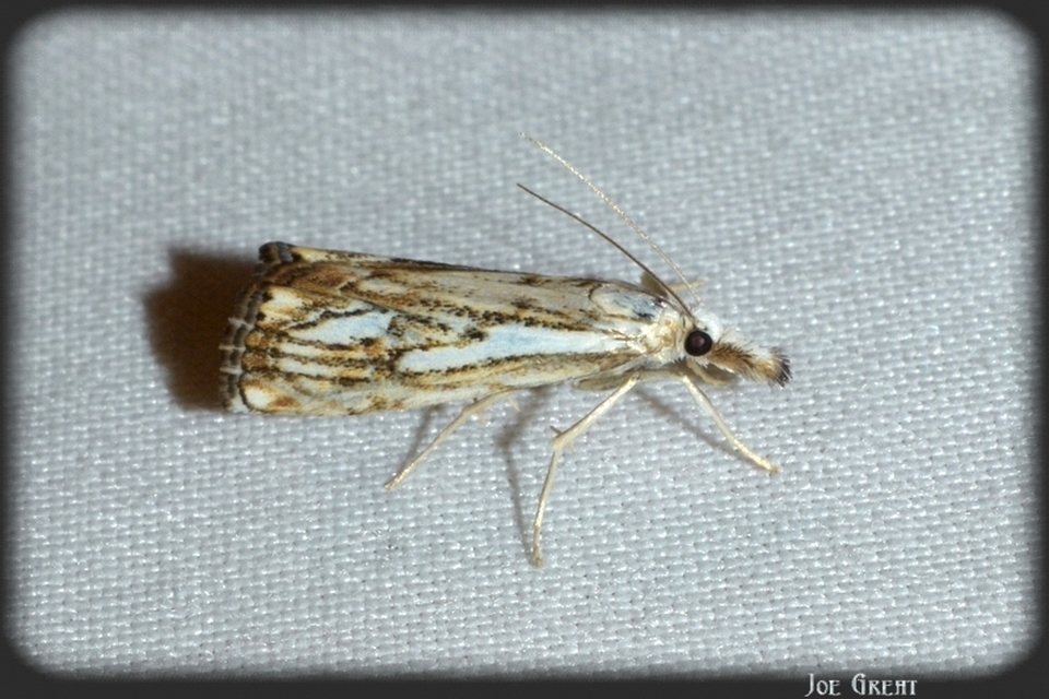 Catoptria falsella - hálós fűgyökérmoly