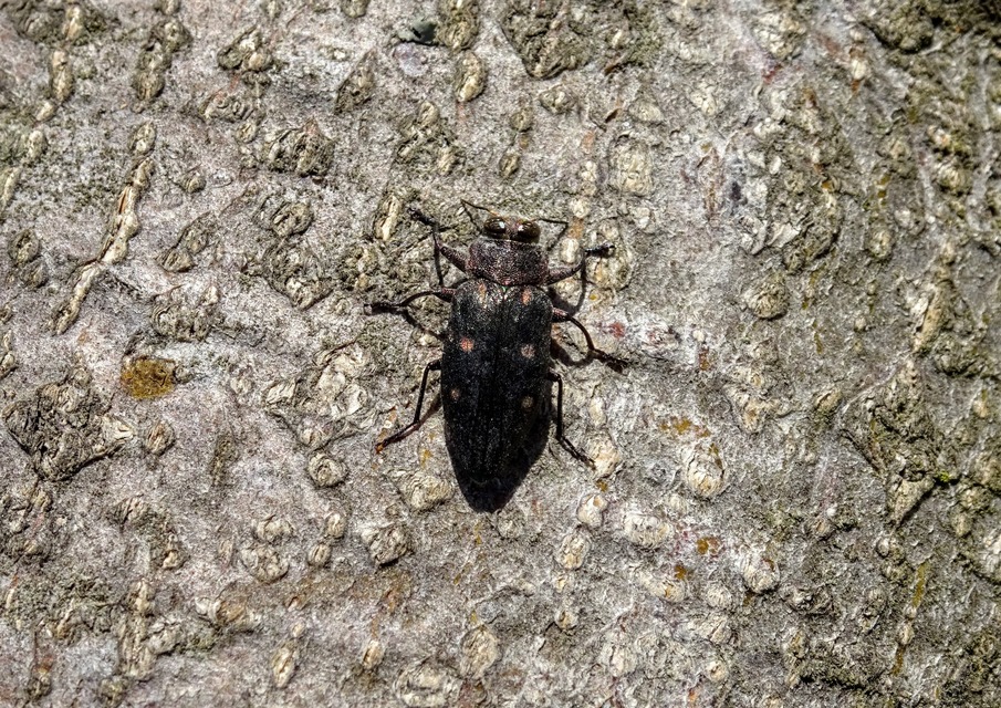 Chrysobothris affinis - aranypettyes díszbogár