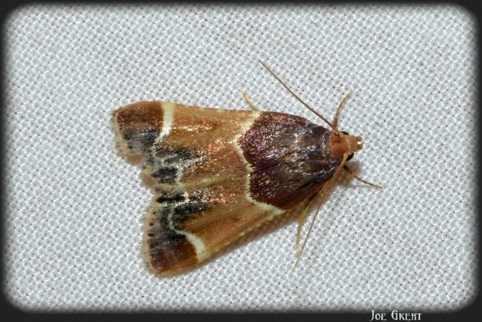 Pyralis farinalis - lisztilonca