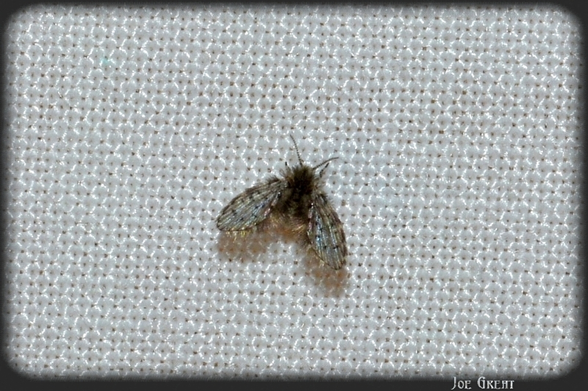 Paramormia