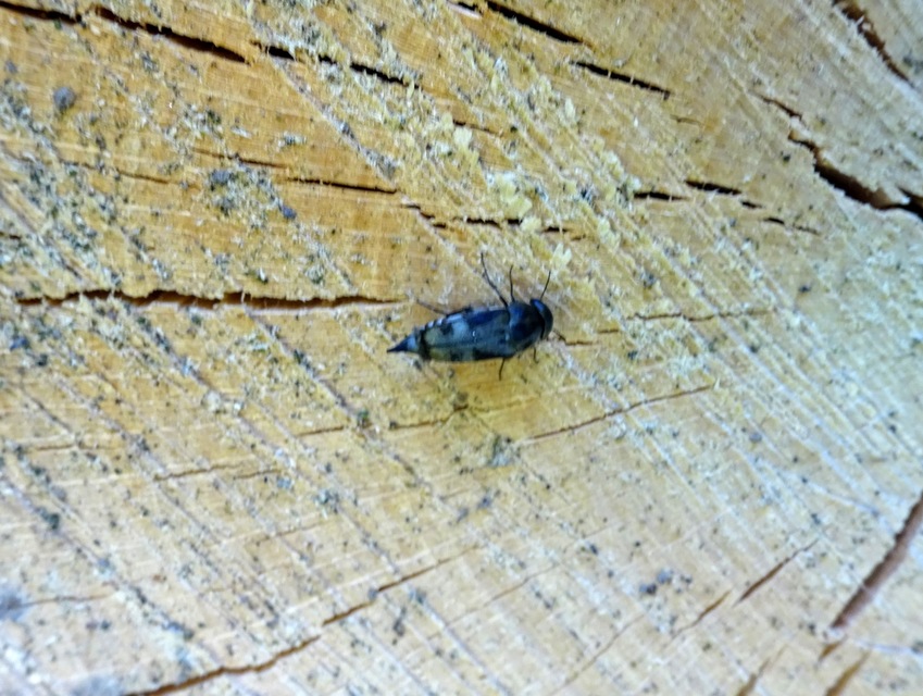 Tomoxia bucephala - kúptestű maróka