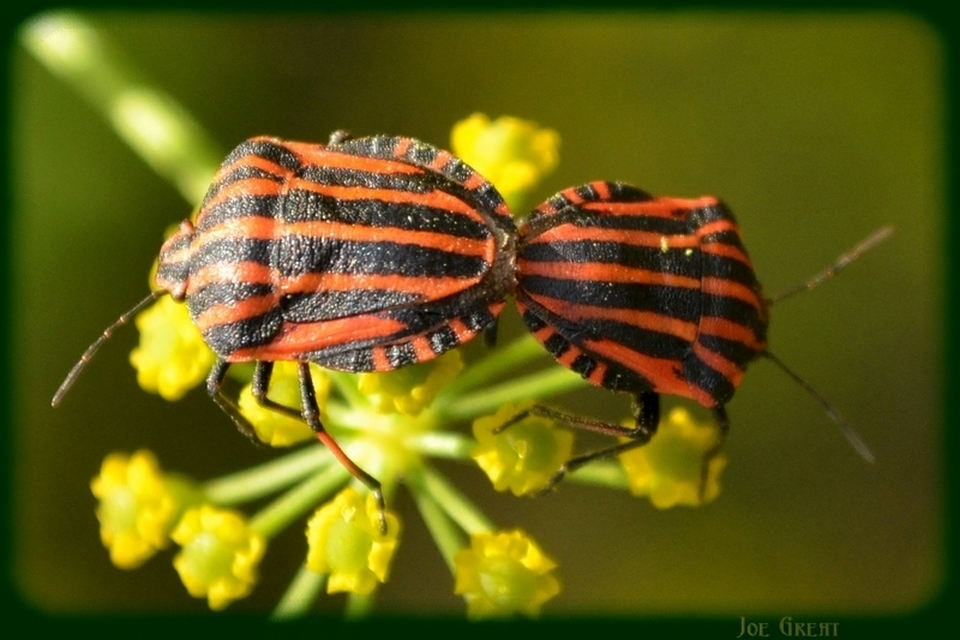 Graphosoma italicum - csíkos pajzsospoloska