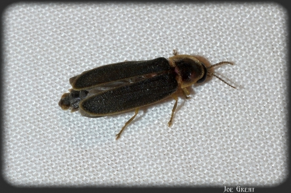 Lampyris noctiluca - nagy szentjánosbogár