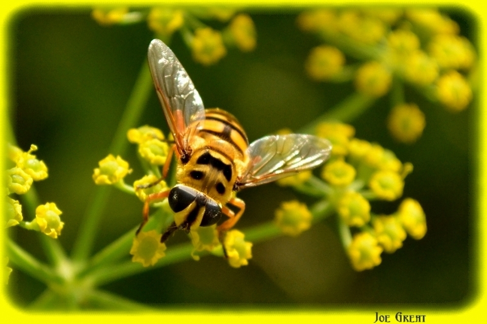 Myathropa florea - halálfejes odúlégy