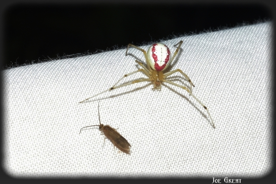 Araneae - Pókok