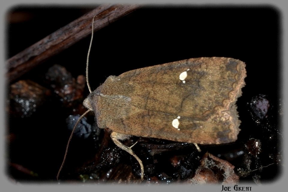 Eupsilia transversa - holdacskás télibagoly