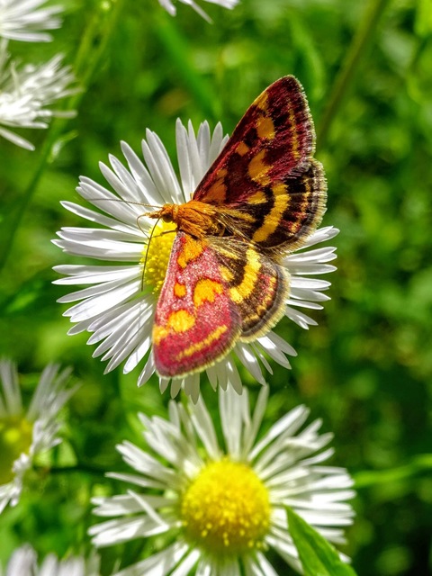 Pyrausta purpuralis - közönséges bíbormoly