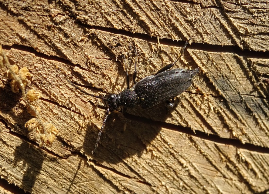 Stictoleptura scutellata - hegyi virágcincér