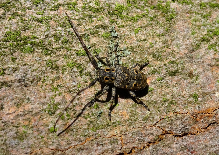 Mesosa curculionoides - szemfoltos cincér
