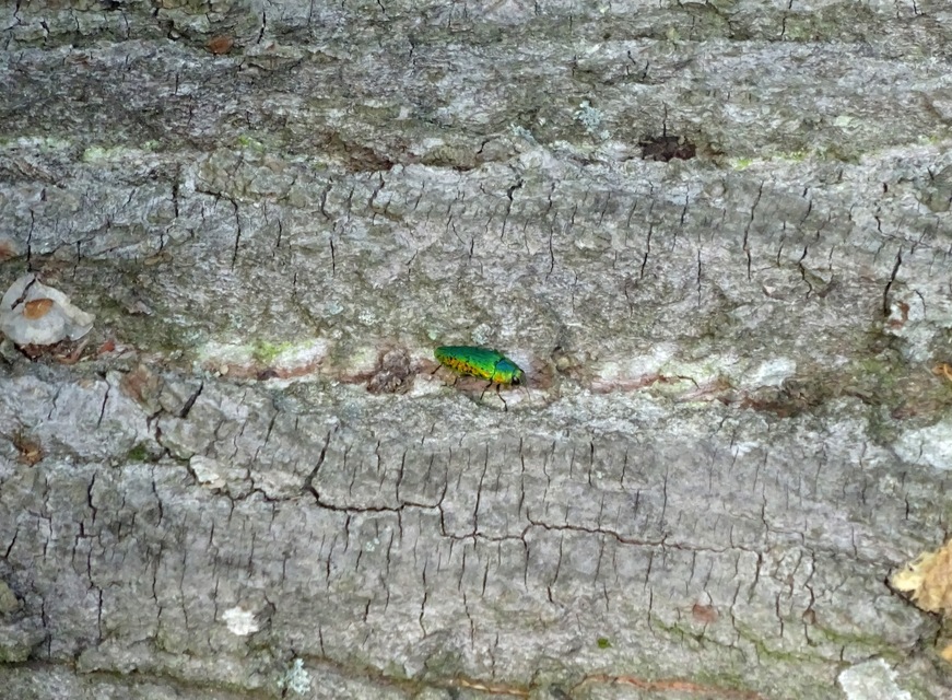 Lamprodila rutilans - hársfa-tarkadíszbogár Lamprodila rutilans - hársfa-tarkadíszbogár