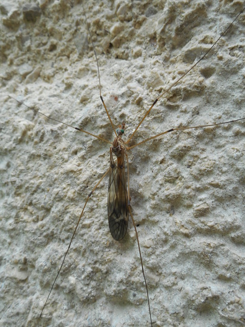 Tipula