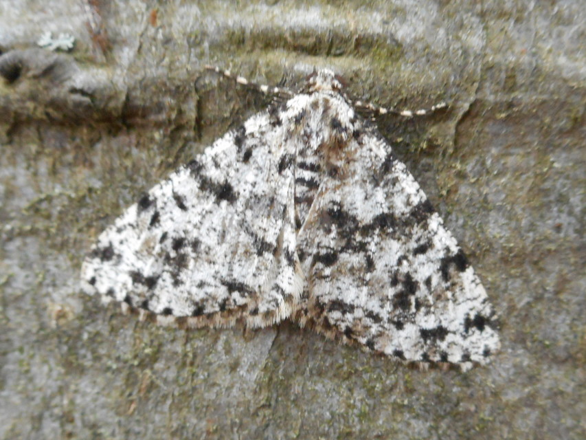 Fagivorina arenaria - bükkfaaraszoló