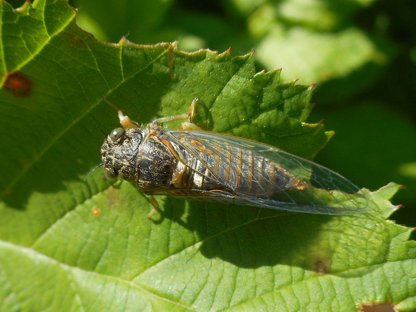 Cicadidae - énekeskabócák