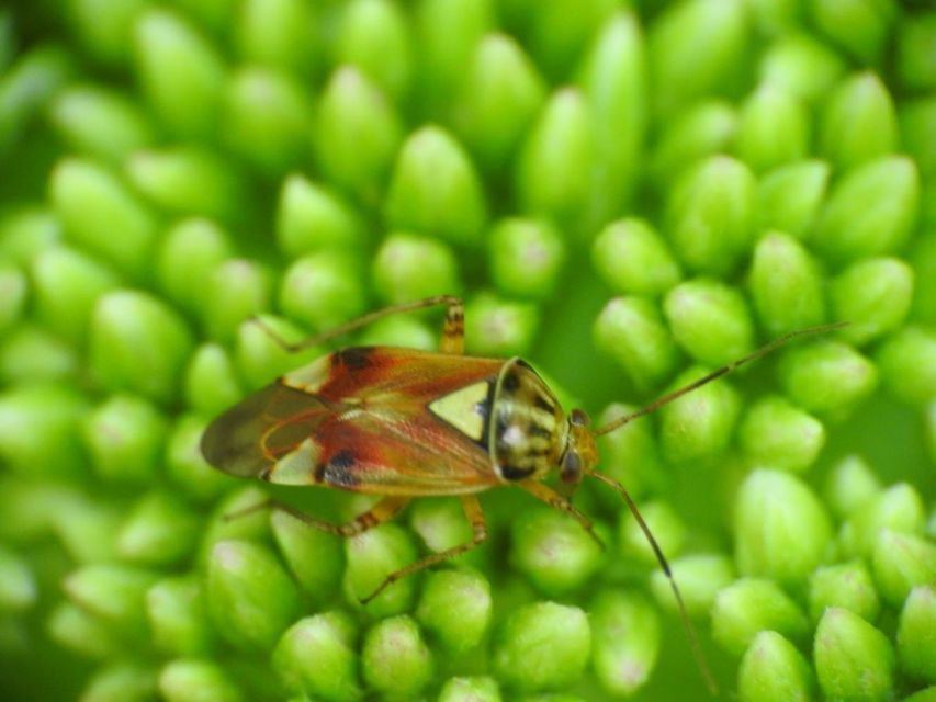 Lygus pratensis - változó mezeipoloska