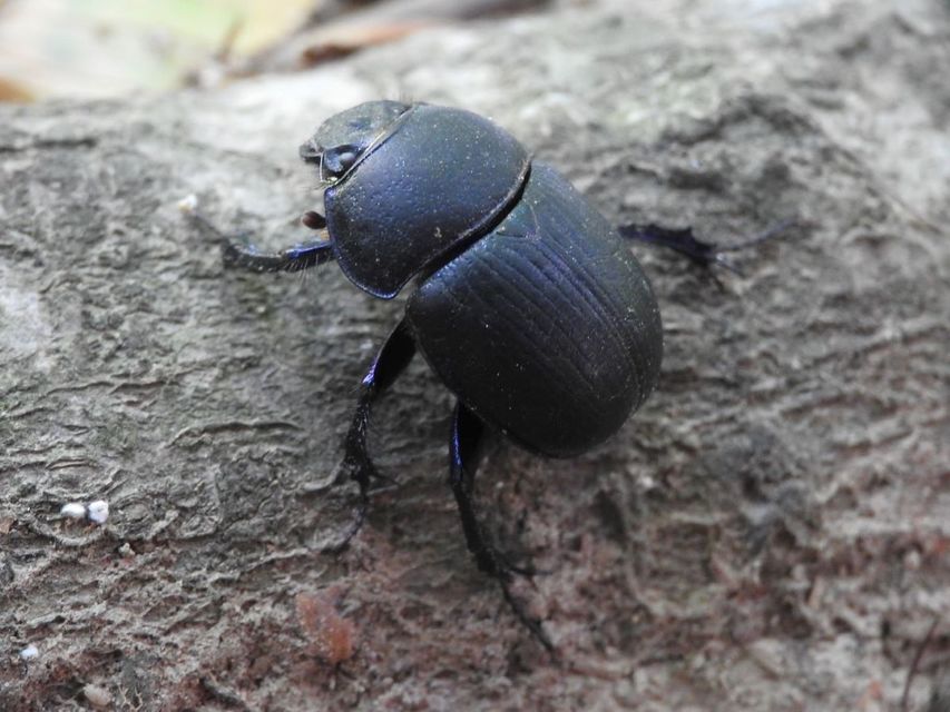 Anoplotrupes stercorosus - erdei álganéjtúró
