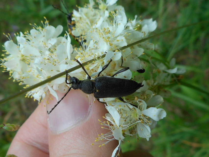 Stictoleptura scutellata - hegyi virágcincér