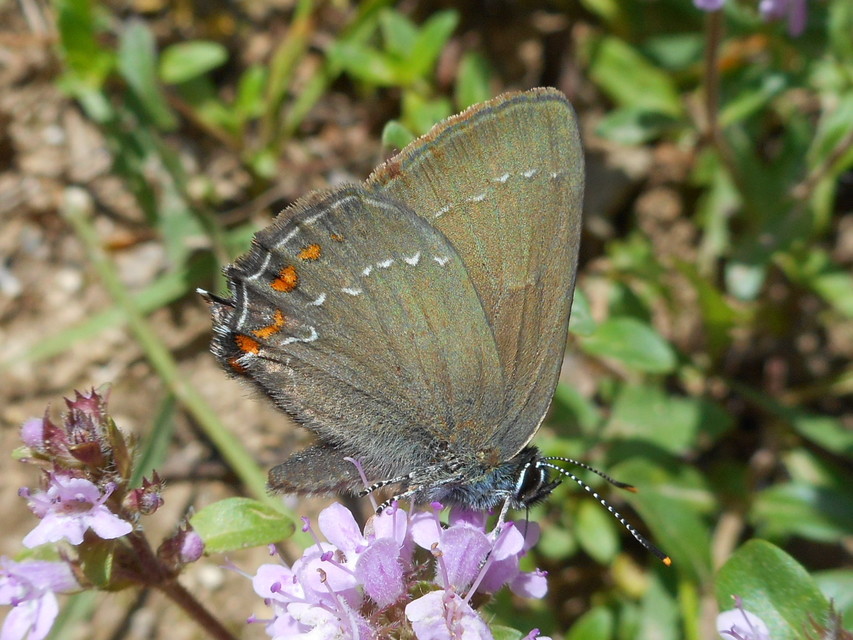 Satyrium ilicis - tölgyfa-csücsköslepke