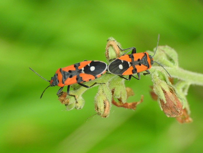 Lygaeus equestris/simulans