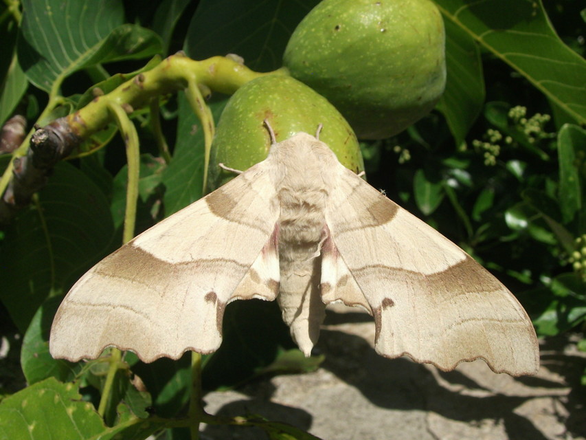Marumba quercus - tölgyfaszender