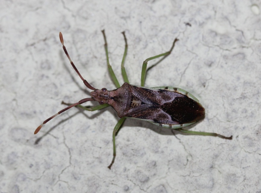 Gonocerus juniperi - boróka-karimáspoloska