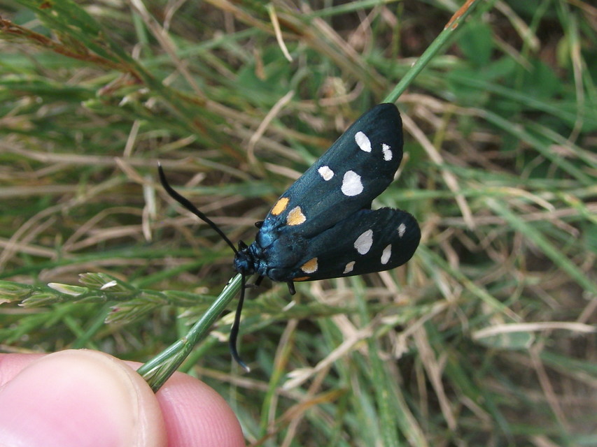 Zygaena ephialtes - változékony csüngőlepke
