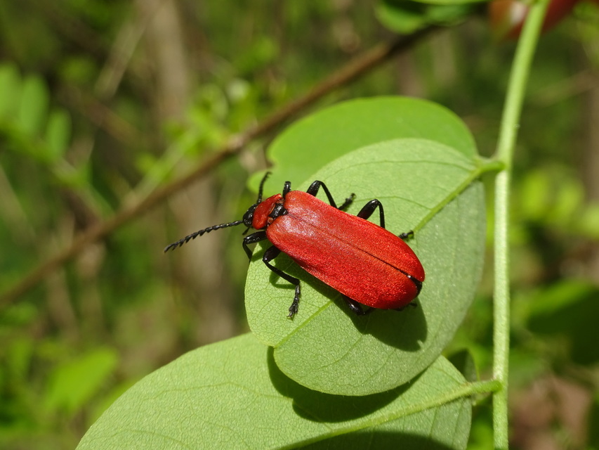 Pyrochroa coccinea - nagy bíborbogár