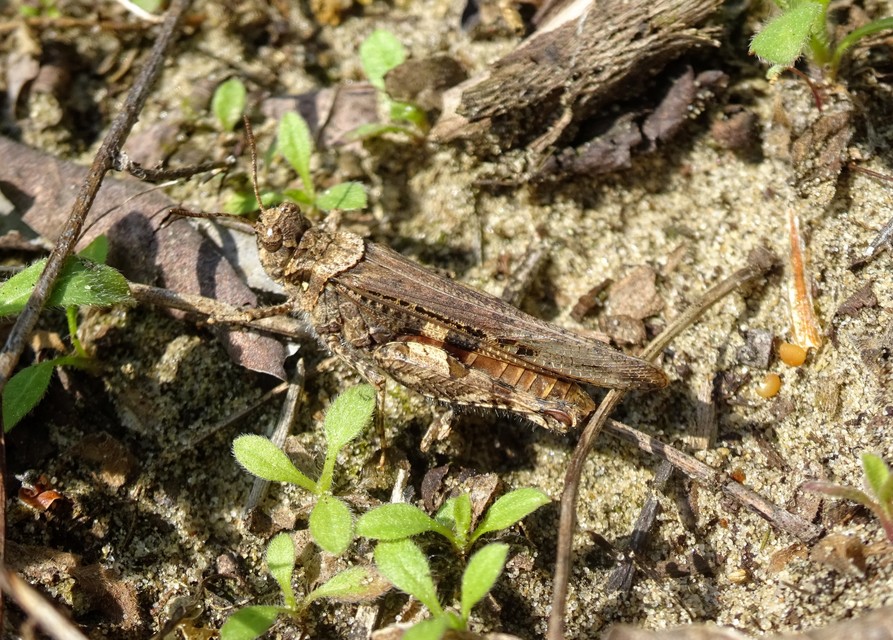 Acrotylus insubricus - önbeásósáska