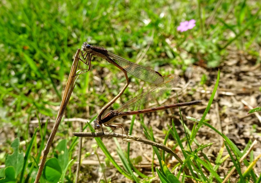 Sympecma fusca - téli rablószitakötő