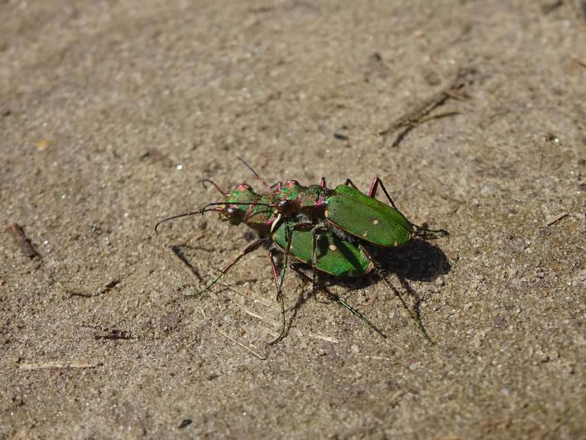 Cicindela campestris - mezei homokfutrinka