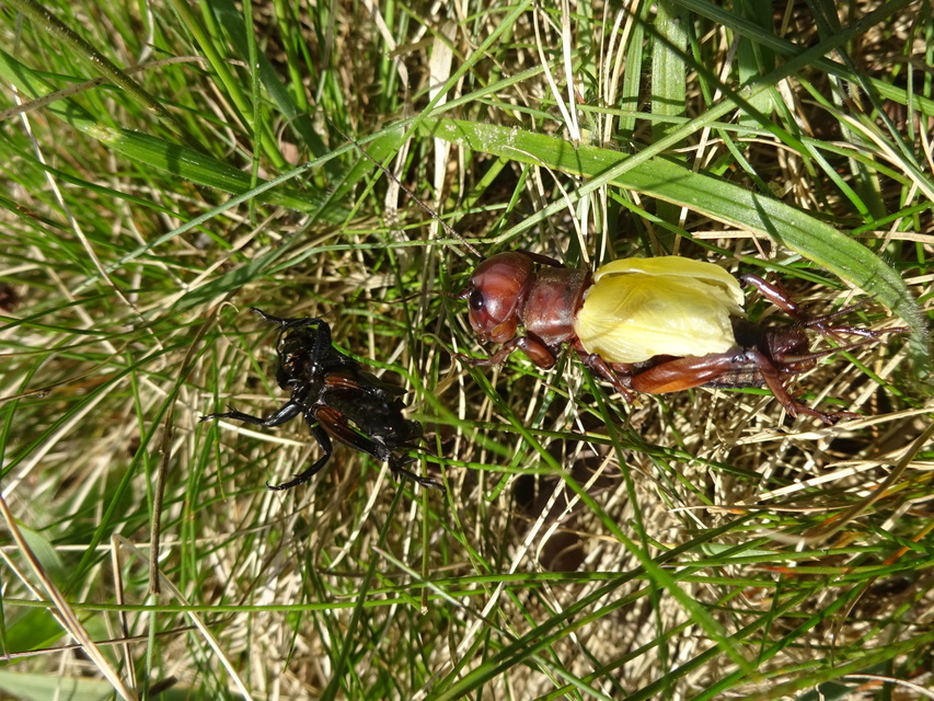 Gryllus campestris - mezei tücsök