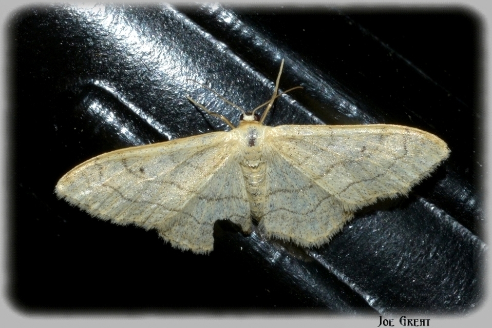 Idaea aversata - nagy sávosaraszoló