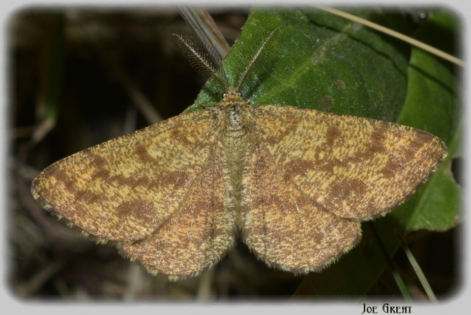 Ematurga atomaria - barna rétiaraszoló