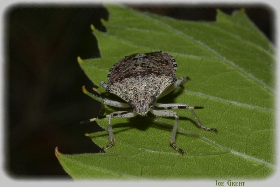 Rhaphigaster nebulosa - bencepoloska