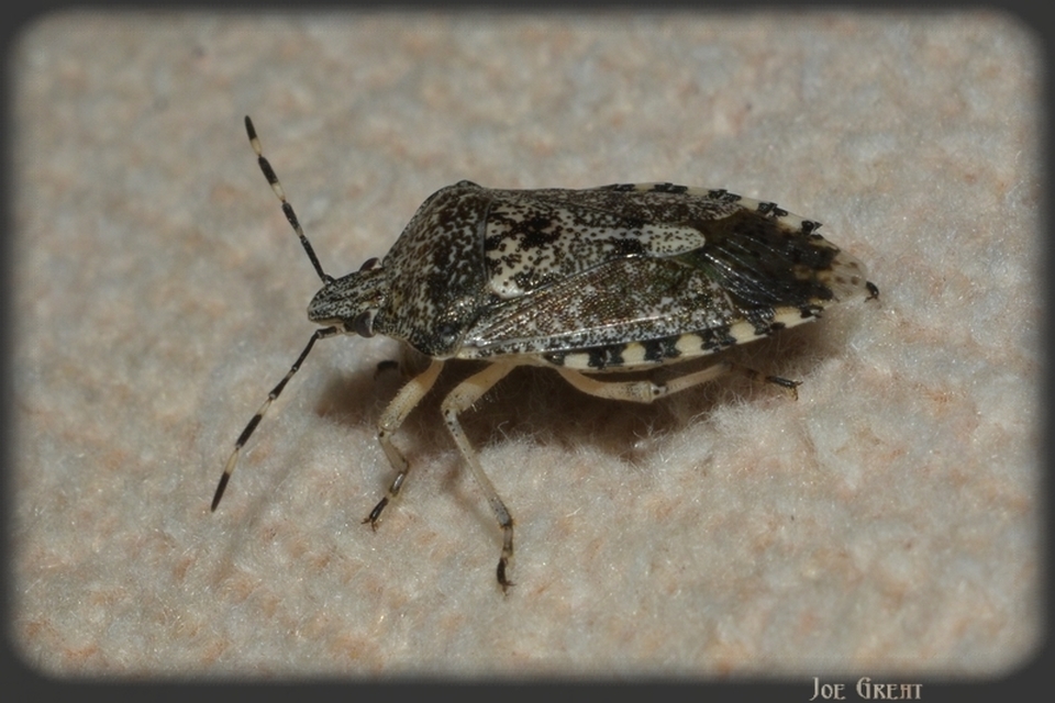 Rhaphigaster nebulosa - bencepoloska