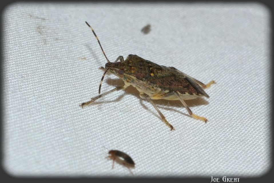 Halyomorpha halys - ázsiai márványospoloska