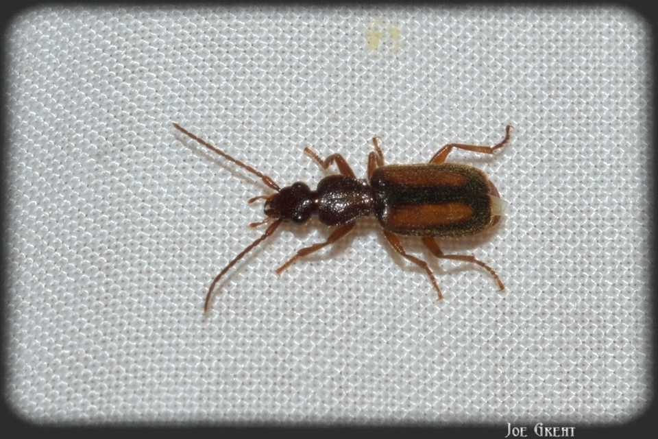 Polistichus connexus - barna sutafutó