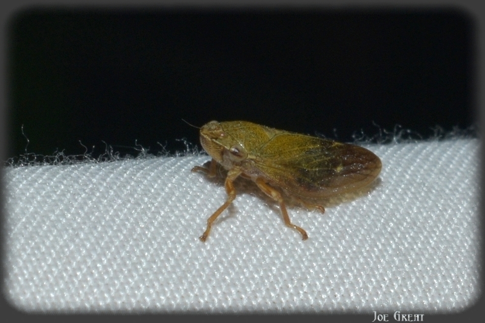 Aphrophora salicina