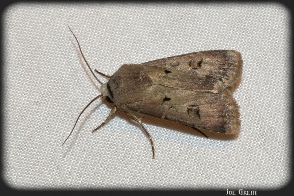 Agrotis exclamationis - felkiáltójeles földibagoly