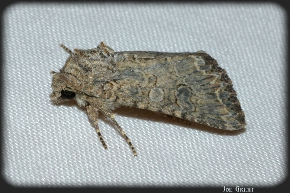 Hadula trifolii - lóherebagoly