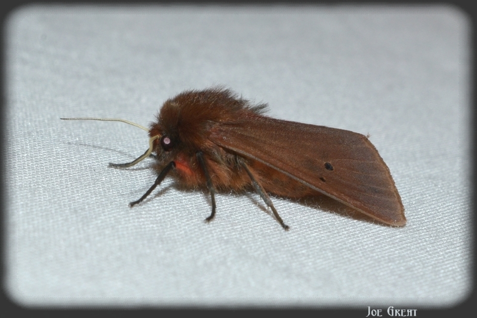 Phragmatobia fuliginosa - füstös medvelepke