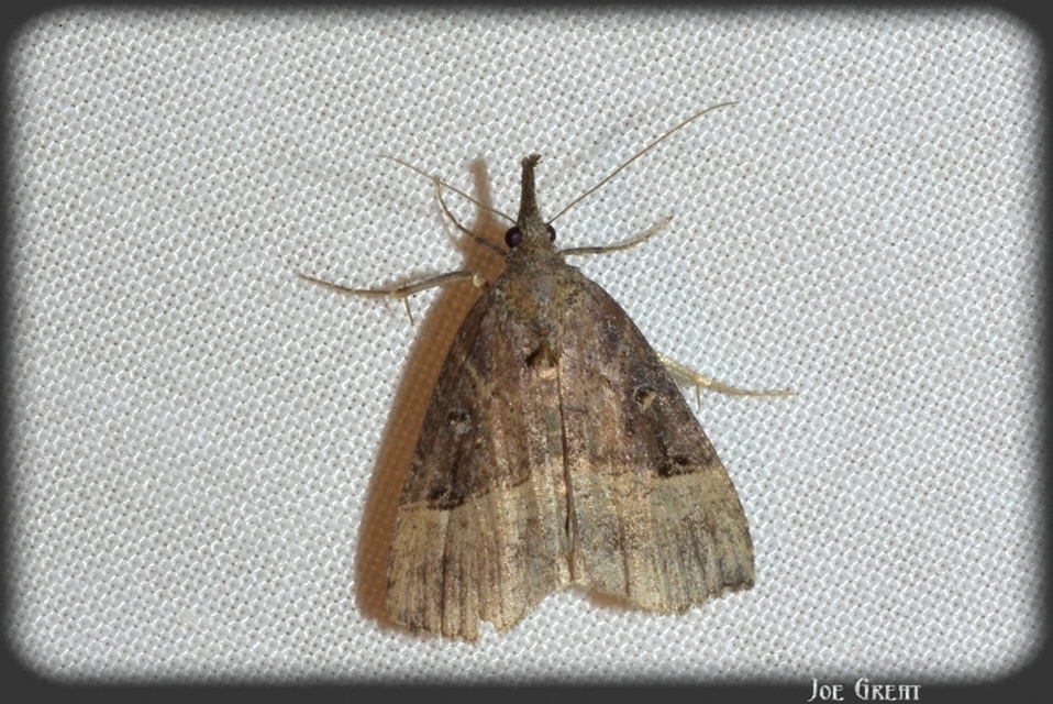 Hypena rostralis - közönséges karcsúbagoly